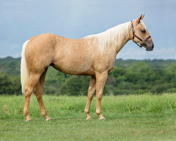 SJR Diamond Ferrari - CD Diamond x Spooks Mariah - 2017 Palomino Filly