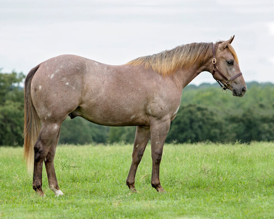 SJR Diamond Len - CD Diamond x Amanda Starlena - 2017 Gray Colt