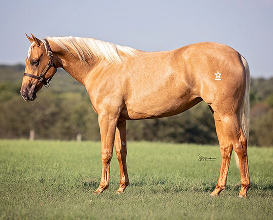 SJR Diamond N Gold - CD Diamond x Mrs Bay Cat - 2021 Palomino Filly