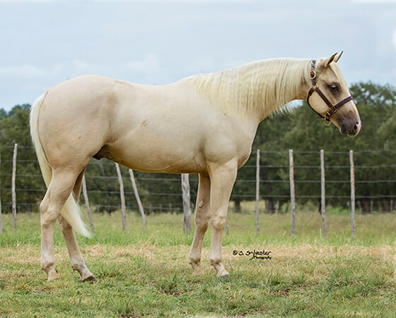 SJR Diamond Sedona - CD Diamond x Sienna Whiz - 2015 Palomino Colt