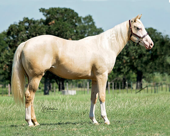 SJR Diamonds Shirley - CD Diamond x Shirley Ima Gunner - 2016 Palomino Filly