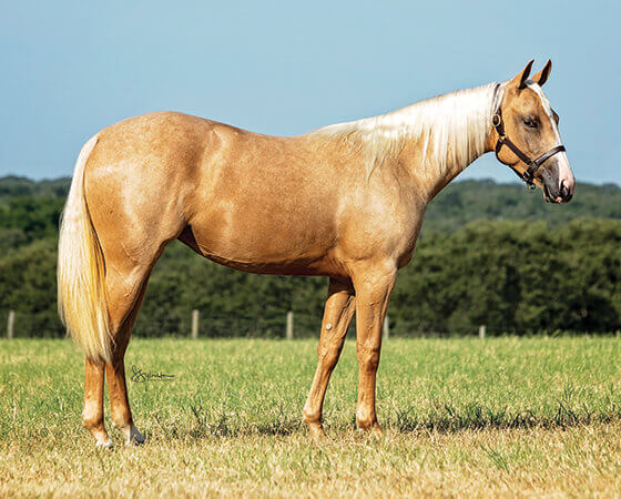 SJR Diamond Ticket - CD Diamond x Bearly Nuf Taz - 2018 Palomino Filly