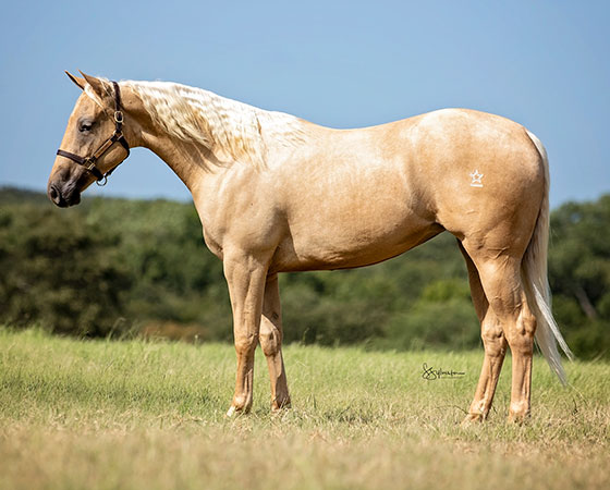 SJR Daring Diamond - CD Diamond x Playin Lil Pistol - 2020 Palomino Filly