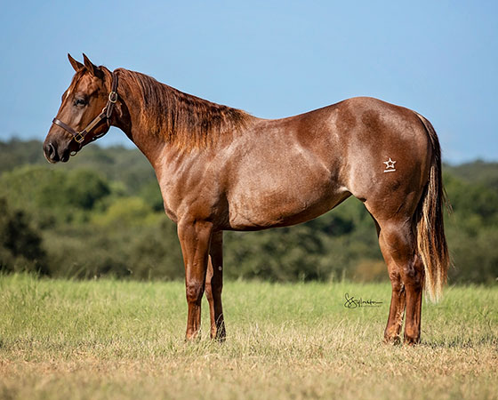 SJR Diamond Cattygal - CD Diamond x ARC Its Go Time - 2020 Sorrel Filly