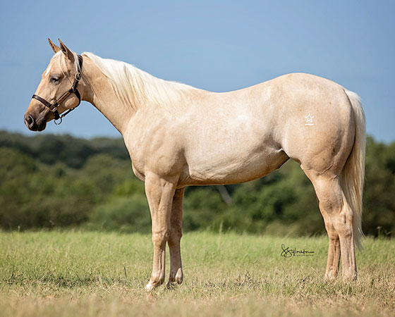 SJR Diamond Hoochie - CD Diamond x Cattahoochie - 2020 Palomino Filly