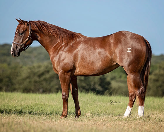 SJR Diamond Mercedes - CD Diamond x Cool The Engines - 2020 Sorrel Filly