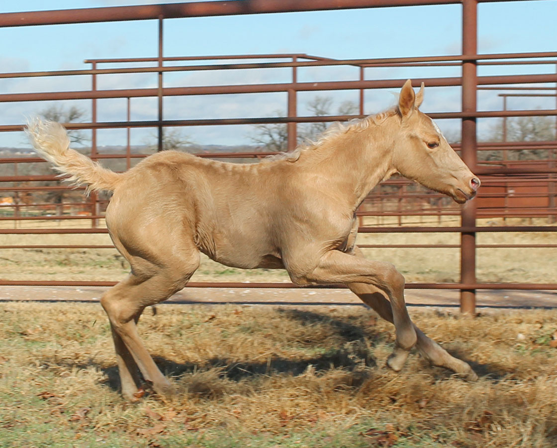 Dual Rey x Shiners Diamond Girl - 2017 Filly