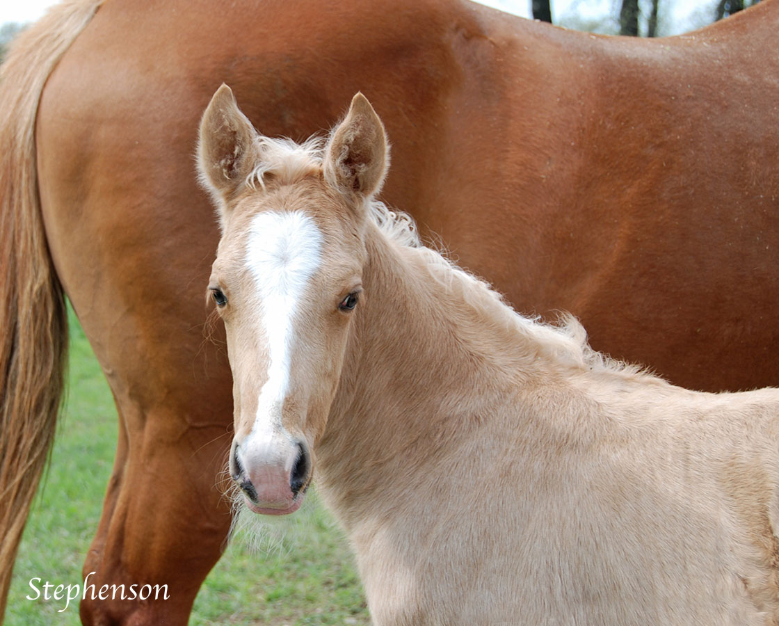 High Brow Cat x Shiners Diamond Girl - 2020 Colt