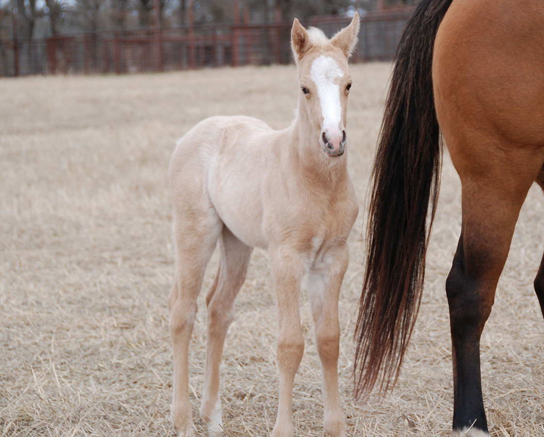 Smooth As A Cat x Shiners Diamond Girl - 2019 Filly