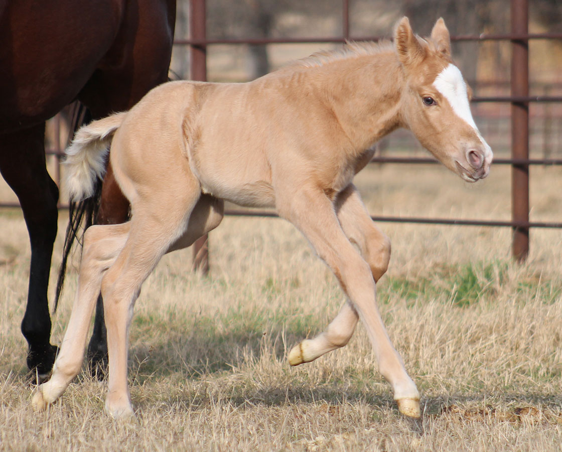 Smooth Talkin Style x Shiners Diamond Girl - 2017 Colt