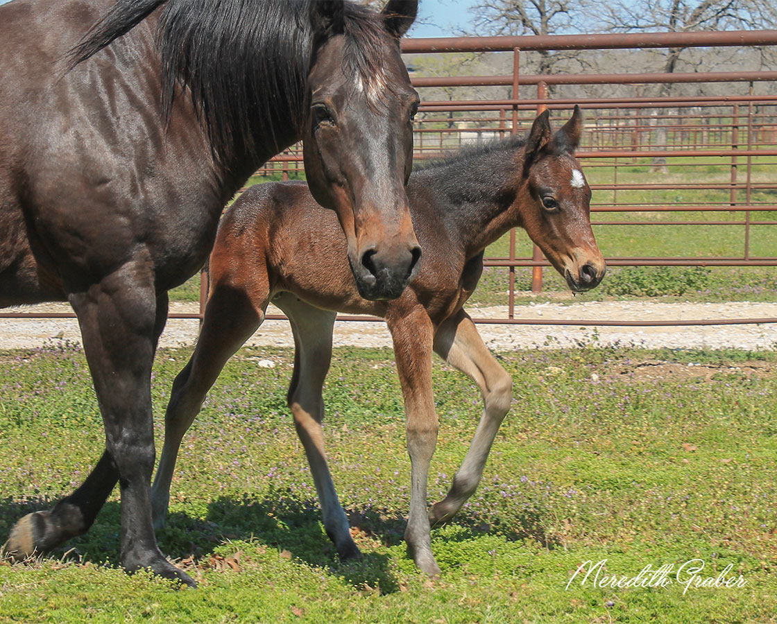 SJR Diamond Mist x Billies Smooth Cat - 2024 Colt