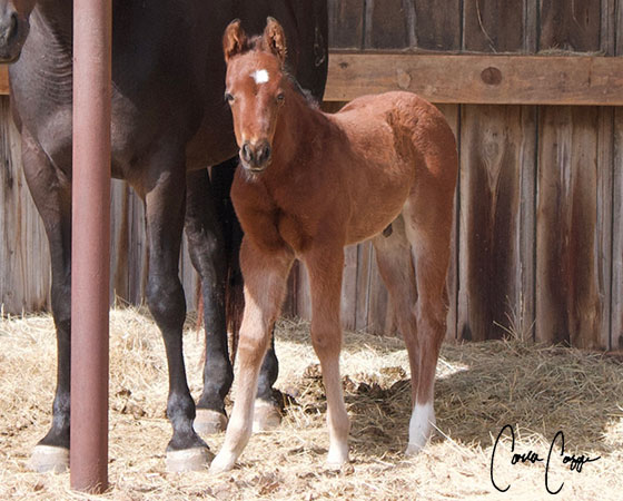 SJR Diamond Mist x Cool The Engines - 2023 Colt