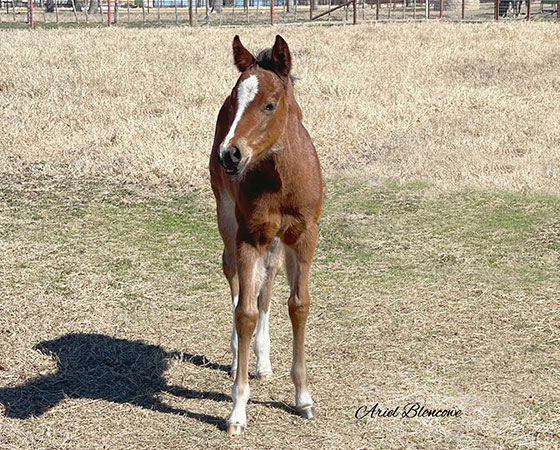 SJR Diamond Mist x Playin Lil Pistol - 2021 Filly