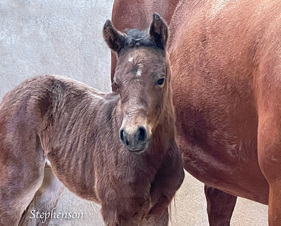 SJR Diamond Mist x Sumkinda Pinkcadilac - 2021 Filly