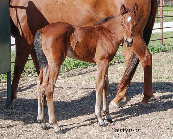 SJR Diamond Mist x ARC Its Go Time - 2023 Filly