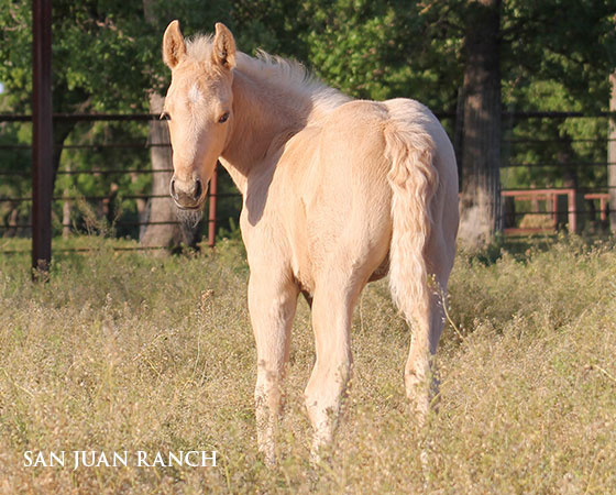 SJR Diamond Mist x Stylish Little Oak - 2023 Filly