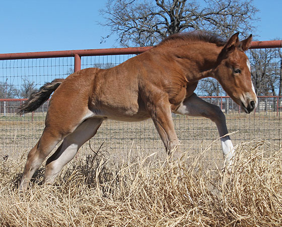 SJR Diamond Mist x Shiners Eva - 2022 Colt