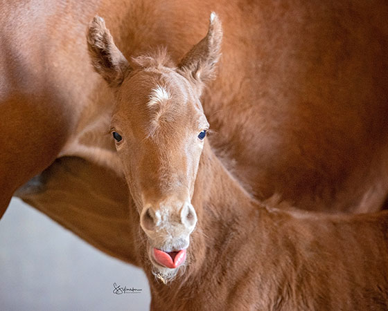 SJR Diamond Mist x Cattahoochie - 2022 Colt