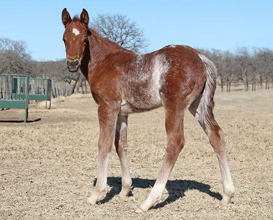 SJR Diamond Mist x Cattahoochie - 2022 Filly