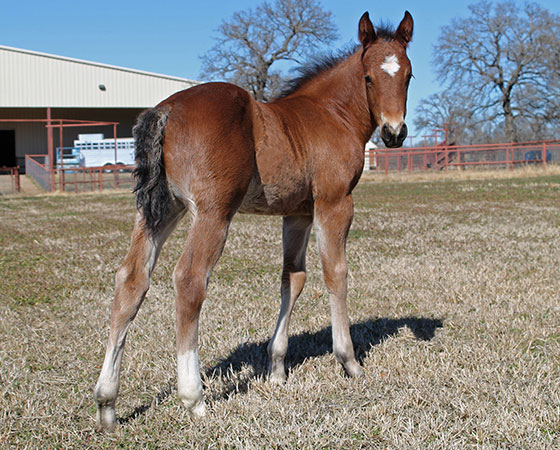 SJR Diamond Mist x SJR Oaks Natalie - 2022 Colt