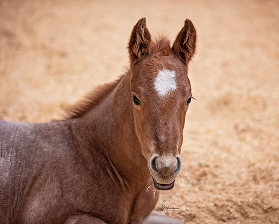 SJR Diamond Mist x SJR Oaks Natasha - 2022 Colt