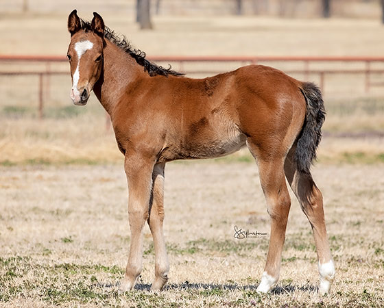 SJR Diamond Mist x SJR Stylish Reyata - 2022 Colt