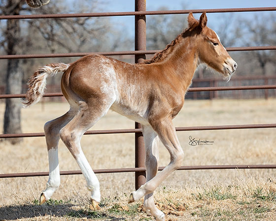 SJR Diamond Mist x Shiners Little Oak - 2022 Colt