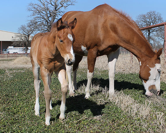 SJR Diamond Mist x Shirley Ima Gunner - 2022 Filly