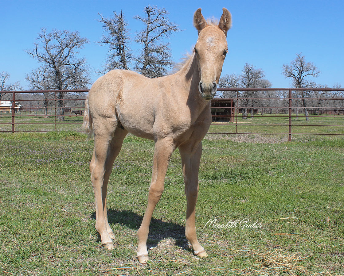 SJR Diamond Mist x Spooks Mariah - 2024 Colt