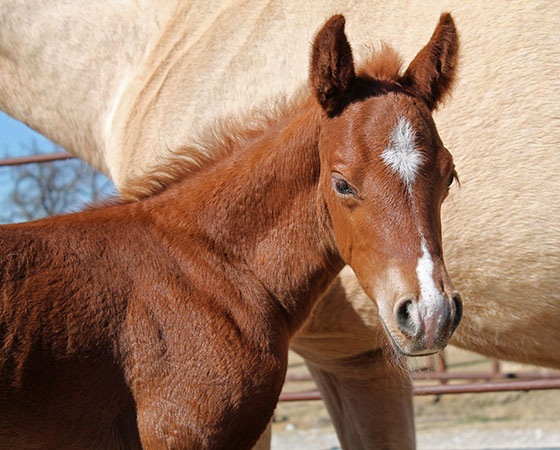 SJR Diamond Mist x Whiz N Spark - 2022 Filly