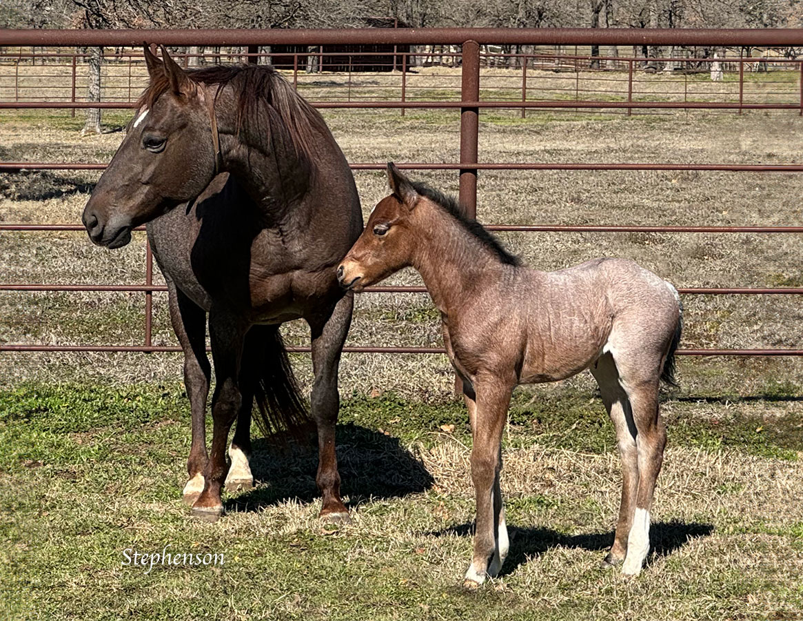 SJR Diamond Mist x SJR Stylish Marylin - 2024 Filly