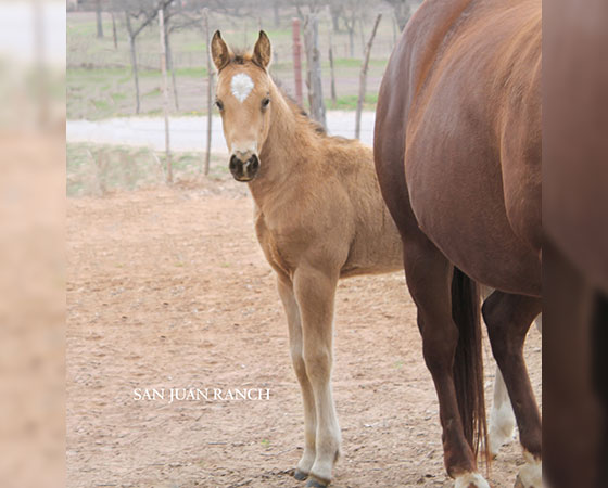 SJR Diamond Mist x SJR Oaks Natalie - 2023 Colt