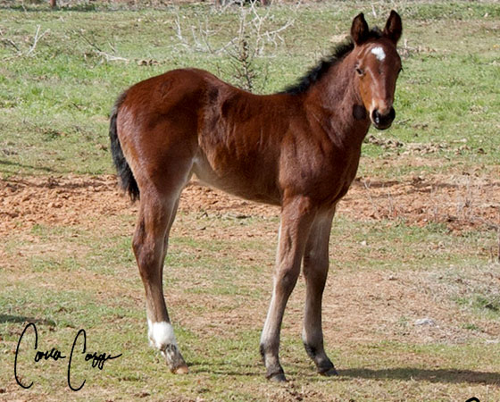 SJR Diamond Mist x SJR Stylish Marilyn - 2023 Filly