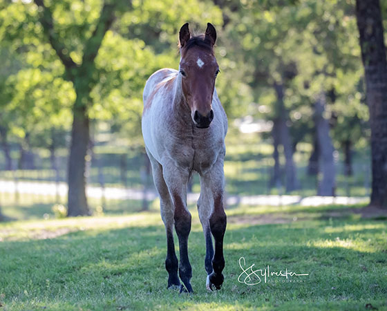 SJR Diamond Mist x SJR Stylish Marilyn - 2021 Colt