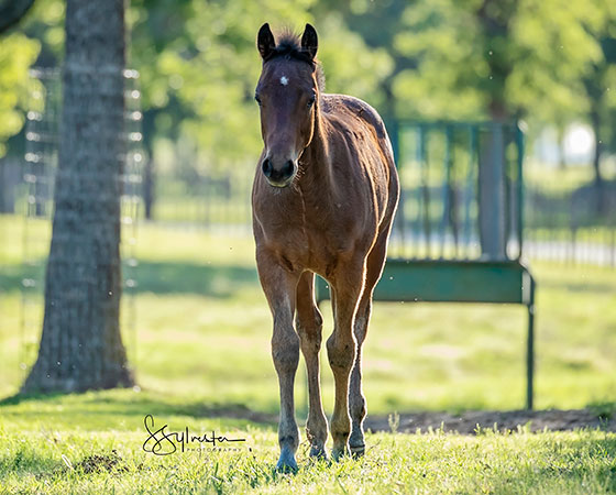 SJR Diamond Mist x Spooks Mariah - 2021 Colt