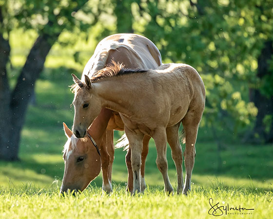 SJR Diamond Mist x SJR Oaks Natalie - 2021 Filly