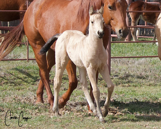 SJR Diamond Mist x Shiners Sulena - 2023 Filly