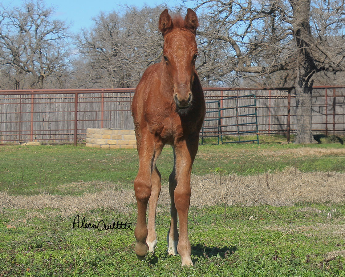 SJR Diamond Mist x Whizs Katrina - 2024 Colt