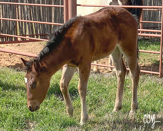 SJR Diamond Mist x Xquizit Cat - 2023 Filly