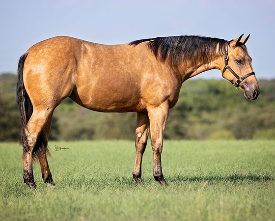 SJR Mists Natalie - SJR Diamond Mist x SJR Oaks Natalie - 2021 Buckskin Filly