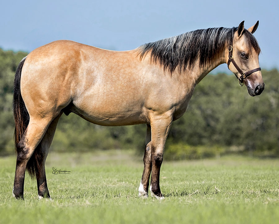 SJR Mistic Warrior - SJR Diamond Mist x Shiners Little Oak - 2024 Buckskin Colt