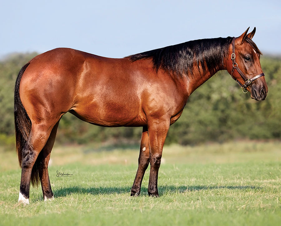 SJR Mists Got Style - SJR Diamond Mist x SJR Stylish Reyata - 2024 Bay Filly