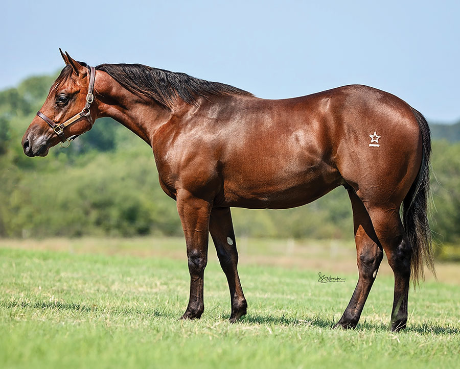 SJR Mists Tel Aviv - SJR Diamond Mist x SJR Oaks Natalie - 2024 Bay Colt