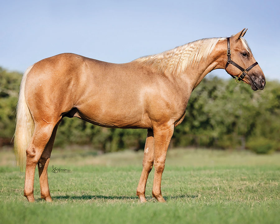 SJR Santafe Mist  - SJR Diamond Mist x Spooks Mariah - 2024 Palomino Colt