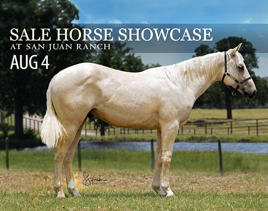 Sale Horse Showcase on August 4th